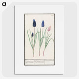 1-36_Anselmus-Boetius-de-Boodt_picture