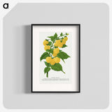 1-36_Botanical-Specimen-Plates_blk