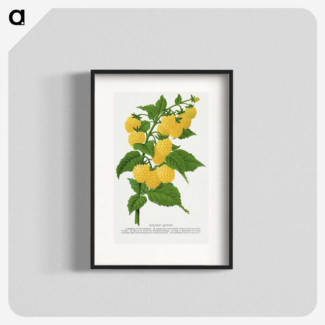 1-36_Botanical-Specimen-Plates_blk