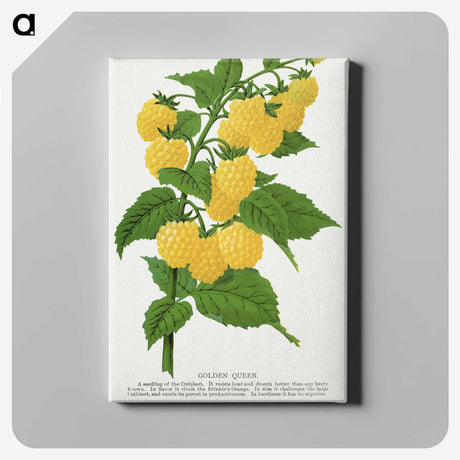 1-36_Botanical-Specimen-Plates_canvas