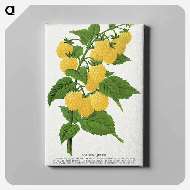 1-36_Botanical-Specimen-Plates_canvas