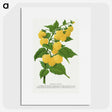 1-36_Botanical-Specimen-Plates_picture