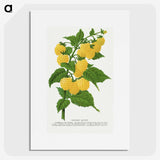 1-36_Botanical-Specimen-Plates_picture