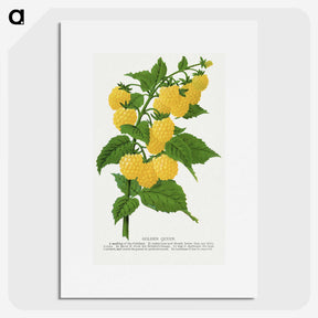 1-36_Botanical-Specimen-Plates_picture