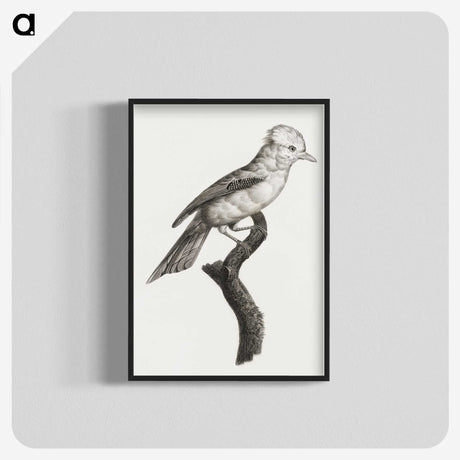 1-36_Des-Oiseaux-de-Paradis_blk-crop
