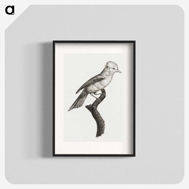 1-36_Des-Oiseaux-de-Paradis_blk