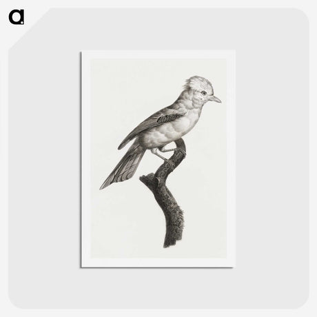 1-36_Des-Oiseaux-de-Paradis_hagaki