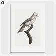 1-36_Des-Oiseaux-de-Paradis_picture