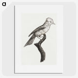 1-36_Des-Oiseaux-de-Paradis_picture