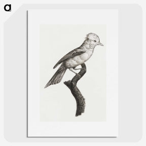 1-36_Des-Oiseaux-de-Paradis_picture