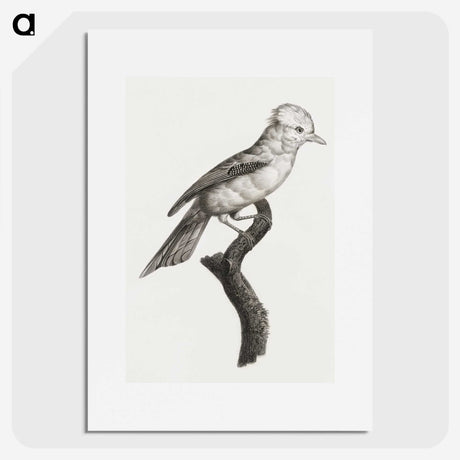 1-36_Des-Oiseaux-de-Paradis_picture