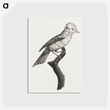 1-36_Des-Oiseaux-de-Paradis_postcard