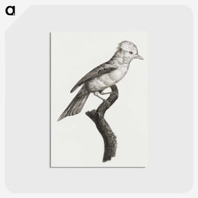 1-36_Des-Oiseaux-de-Paradis_postcard