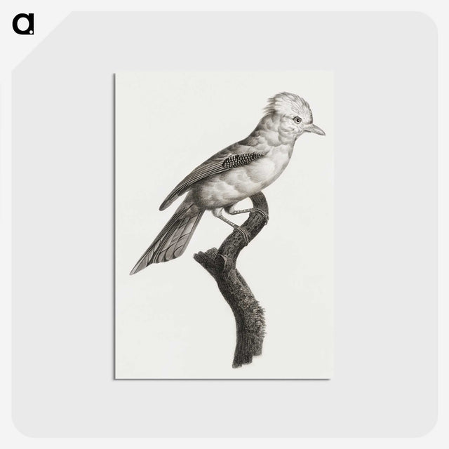 1-36_Des-Oiseaux-de-Paradis_postcard
