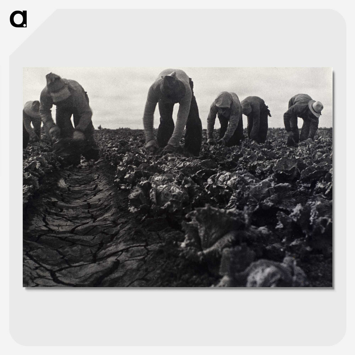 1-36_Dorothea-Lange_picture-crop
