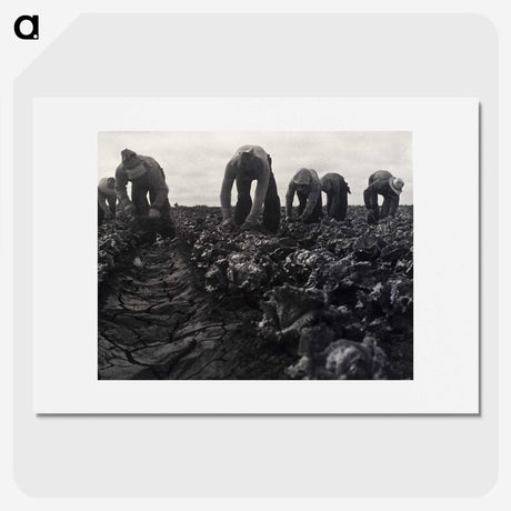 1-36_Dorothea-Lange_picture