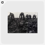 1-36_Dorothea-Lange_postcard