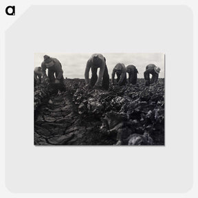 1-36_Dorothea-Lange_postcard