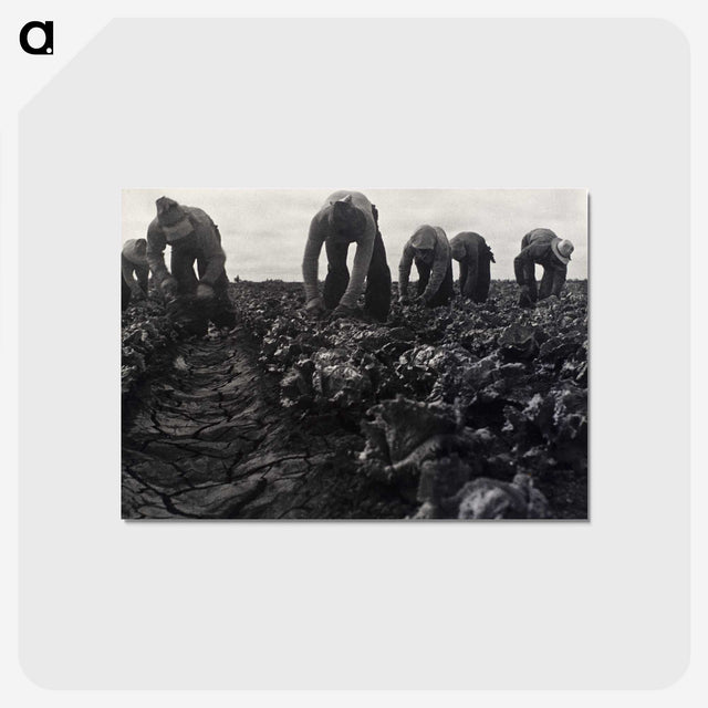 1-36_Dorothea-Lange_postcard