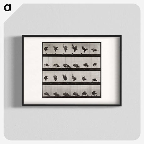 1-36_Eadweard-Muybridge_blk