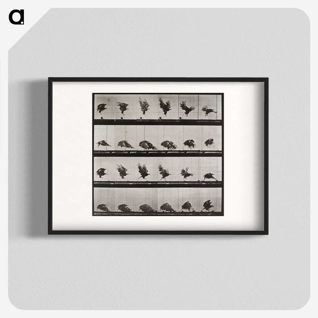 1-36_Eadweard-Muybridge_blk
