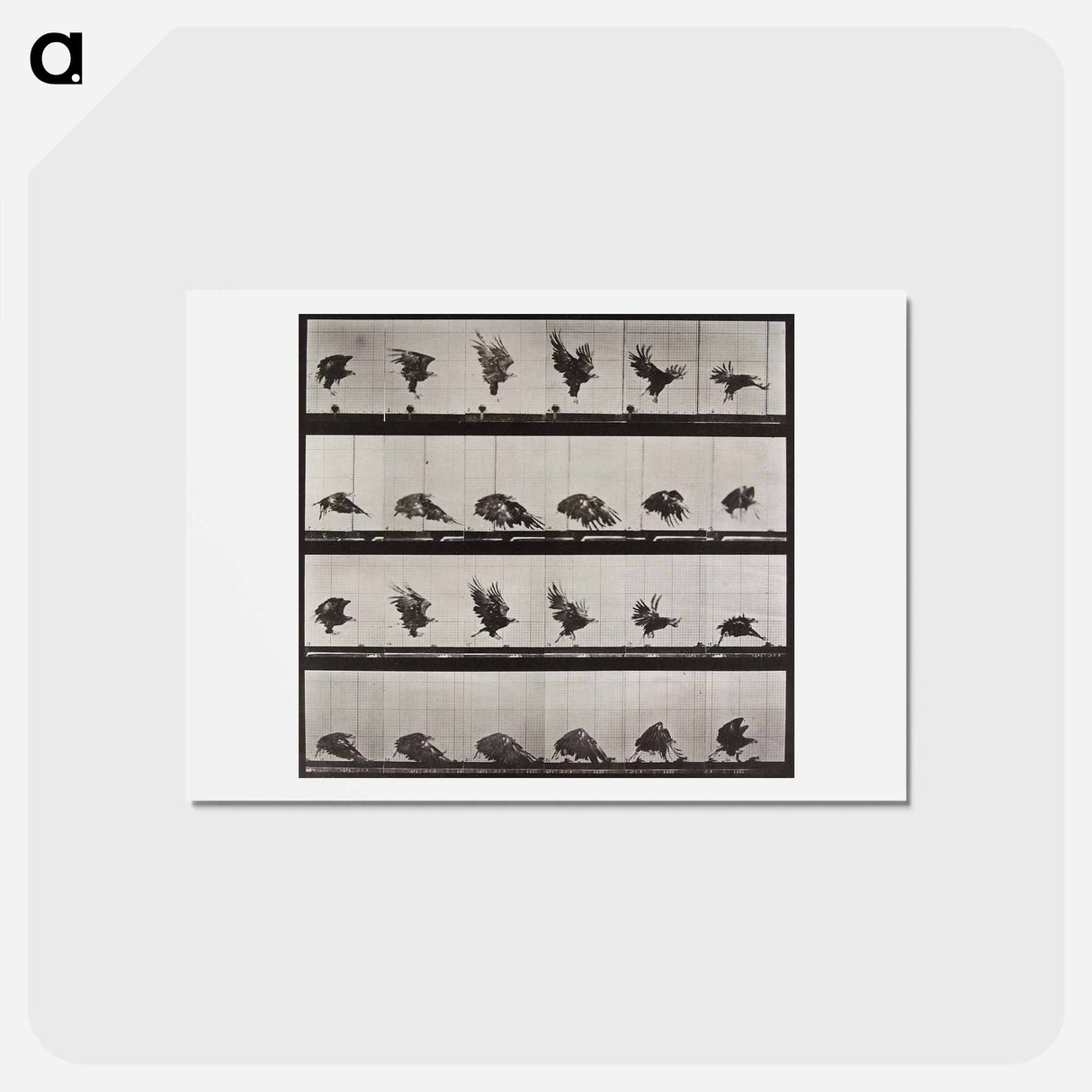 アートポストカード-Tigress Walking
 - エドワード マイブリッジ Postcard.
