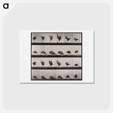 アートポストカード-Tigress Walking
 - エドワード マイブリッジ Postcard.