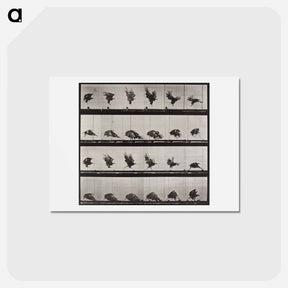 アートポストカード-Tigress Walking
 - エドワード マイブリッジ Postcard.