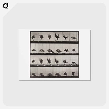 アートポストカード-Tigress Walking
 - エドワード マイブリッジ Postcard.