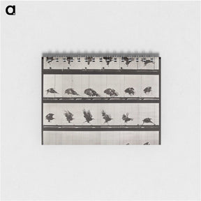 1-36_Eadweard-Muybridge_memo