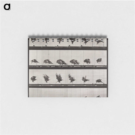 1-36_Eadweard-Muybridge_memo