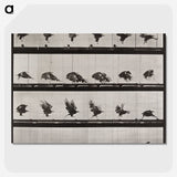1-36_Eadweard-Muybridge_picture-crop