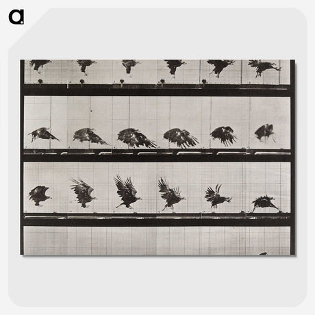 1-36_Eadweard-Muybridge_picture-crop