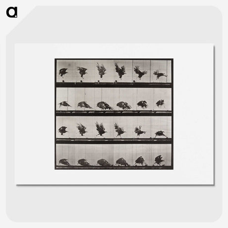 1-36_Eadweard-Muybridge_picture