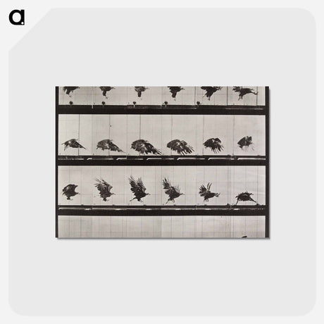 アートポストカード-Tigress Walking
 - エドワード マイブリッジ Postcard.