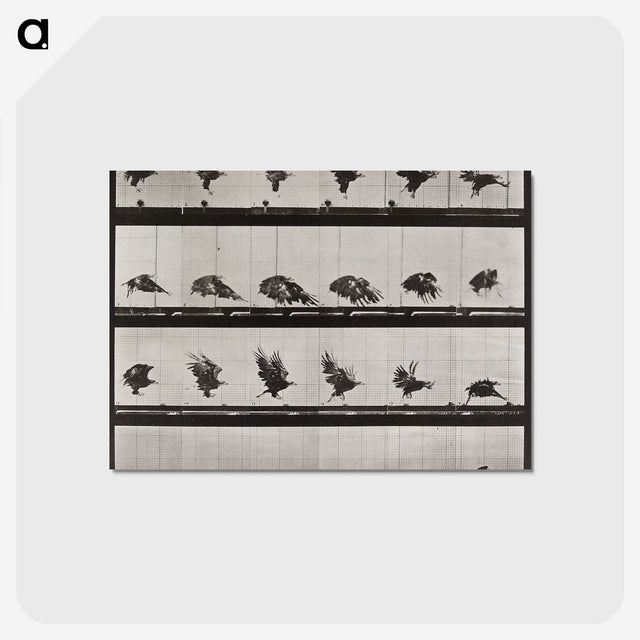 1-36_Eadweard-Muybridge_postcard