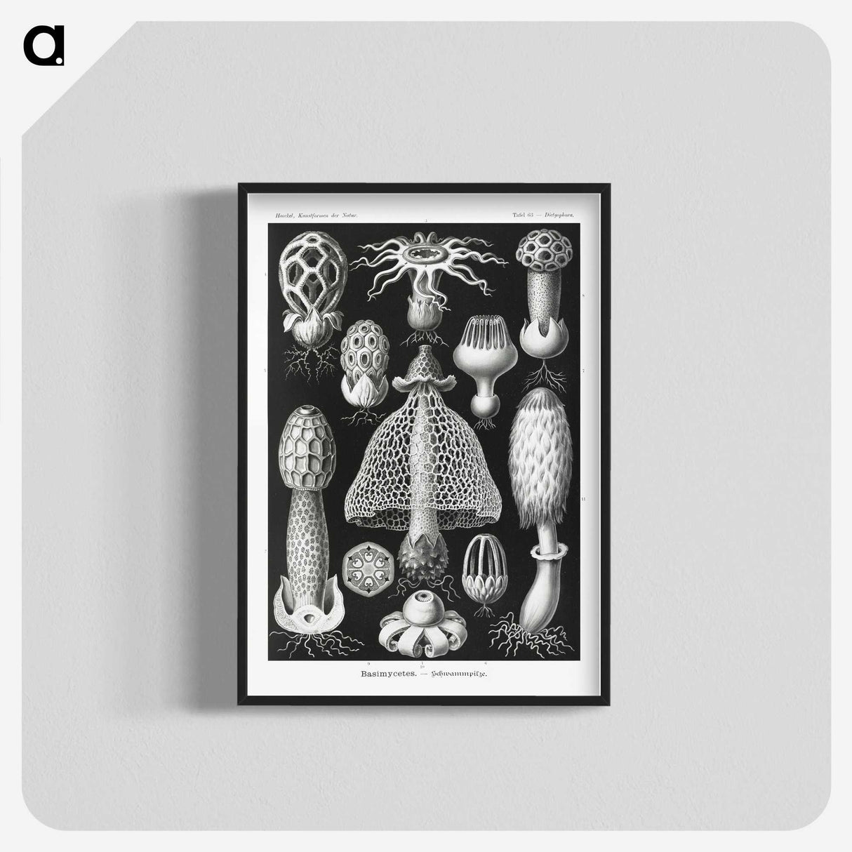 1-36_Ernst-Haeckel_blk-crop