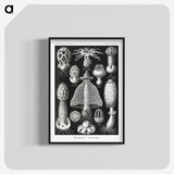 1-36_Ernst-Haeckel_blk-crop