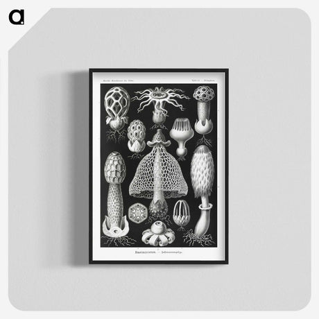 1-36_Ernst-Haeckel_blk-crop