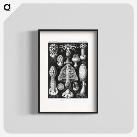 1-36_Ernst-Haeckel_blk