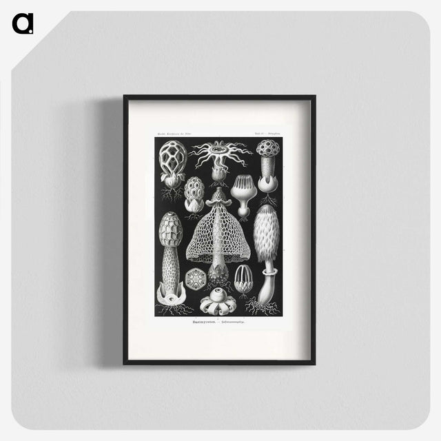 1-36_Ernst-Haeckel_blk