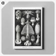 1-36_Ernst-Haeckel_canvas