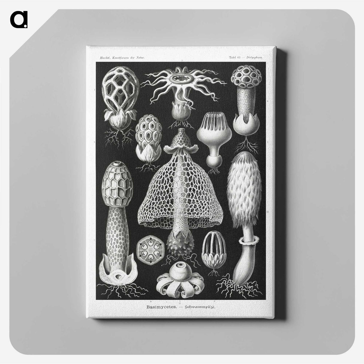 1-36_Ernst-Haeckel_canvas
