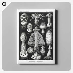 1-36_Ernst-Haeckel_canvas