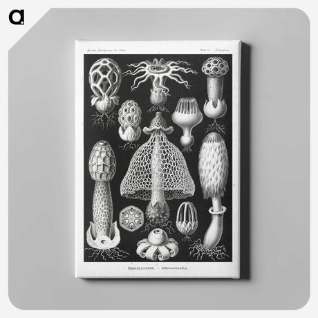 1-36_Ernst-Haeckel_canvas
