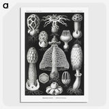 1-36_Ernst-Haeckel_picture-crop
