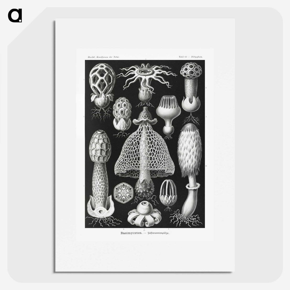 1-36_Ernst-Haeckel_picture