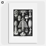1-36_Ernst-Haeckel_picture
