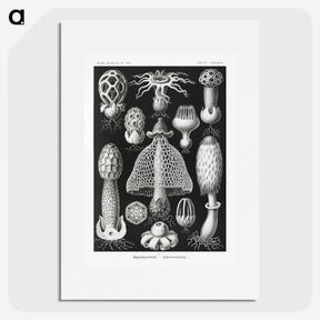 1-36_Ernst-Haeckel_picture