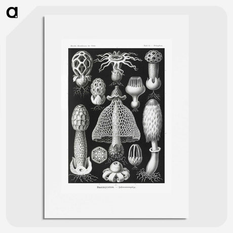 1-36_Ernst-Haeckel_picture